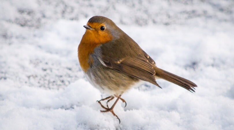 Seasonal opening hours